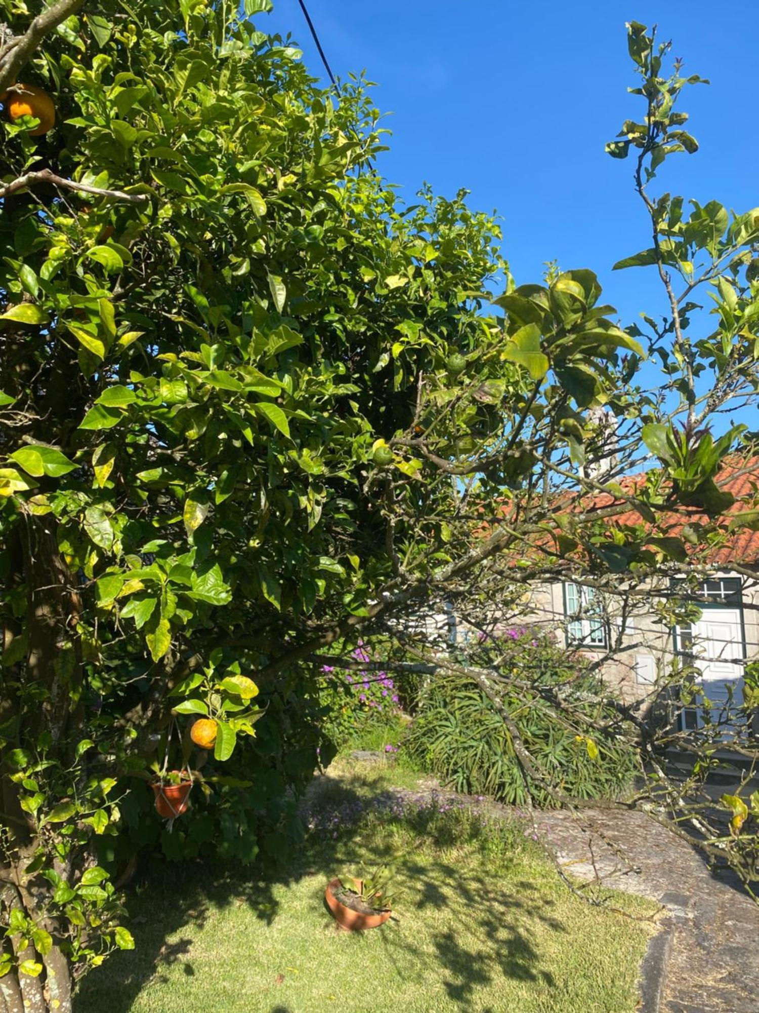 빌라프라이라데안코라 Casa Do Carqueijo 빌라 외부 사진